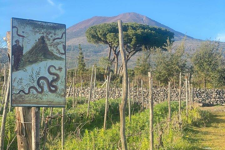 Mount Vesuvius Wine Tasting & Traditional Lunch