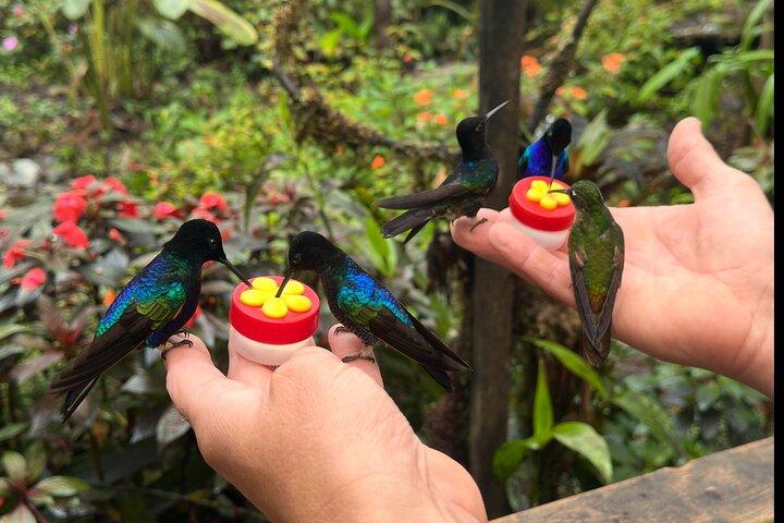 Mindo Cloud Forest Guided Private Tour with Three Fees Included