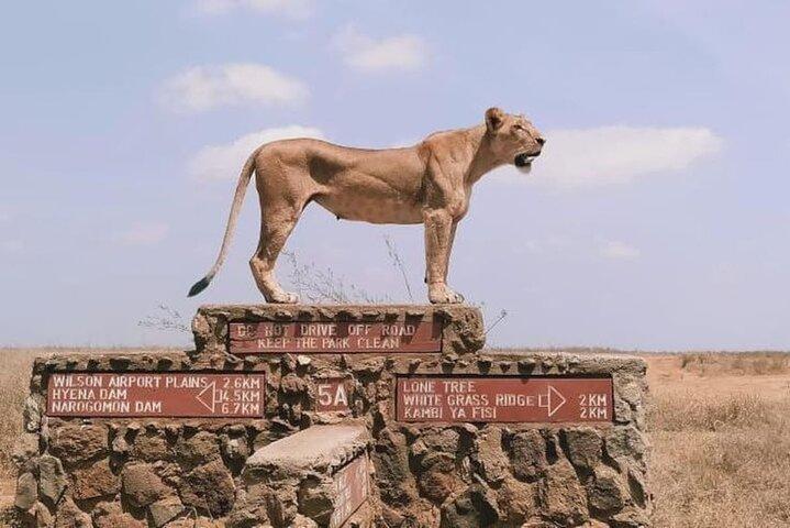 3 Days 2 Nights Masai Mara Joining Safari From Nairobi