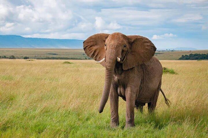 3 Days 2 Nights Masai Mara Joining Safari From Nairobi