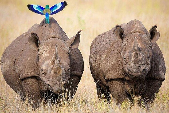 3 Days 2 Nights Masai Mara Joining Safari From Nairobi