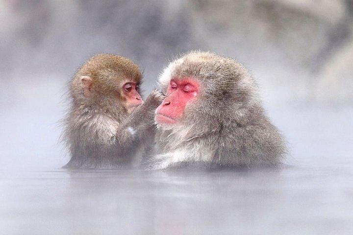 Nagano Day Tour from Tokyo Zenko Ji Temple and Snow Monkeys