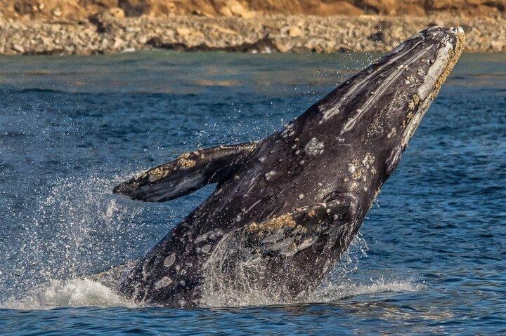 Los Angeles Whale Watching or Sightseeing Cruise & USS Iowa Tour