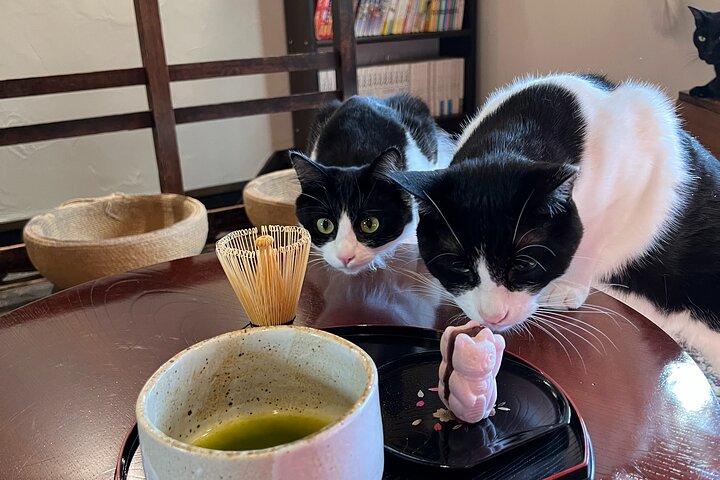 Private Tea Ceremony at Kyoto Cat Sanctuary – Ethical Retreat