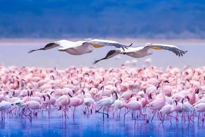 Lake Nakuru National Park & Lake Naivasha Boat Ride: Day Trip