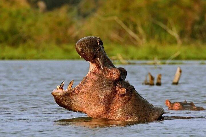 Lake Nakuru National Park & Lake Naivasha Boat Ride: Day Trip