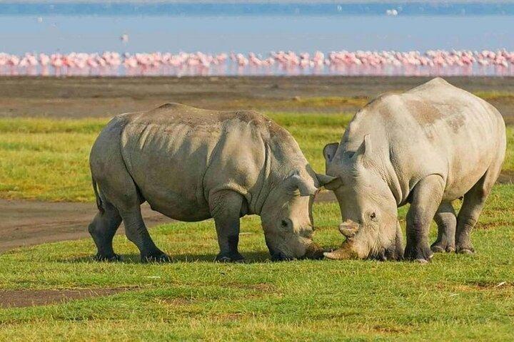 Lake Nakuru National Park & Lake Naivasha Boat Ride: Day Trip