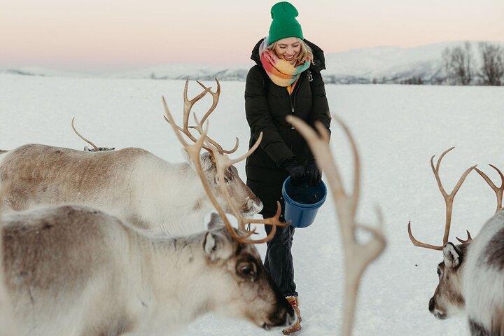Tromso: Reindeer Feeding and Snowshoeing Tour with Lunch