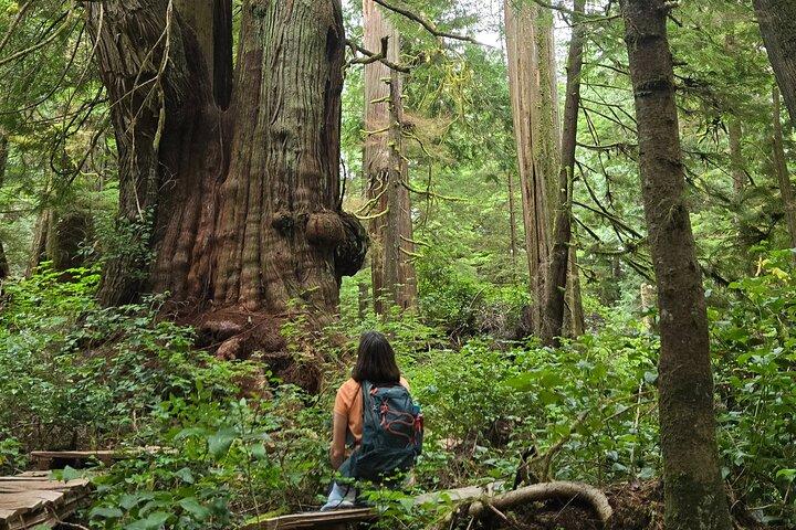 West Coast Wildlife Rainforest Waterfall and Beaches