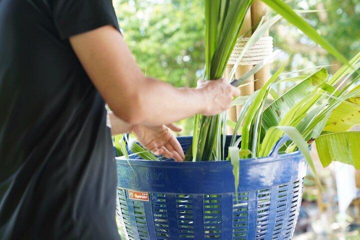 Phuket Elephant Learning and Tree Planting Experience