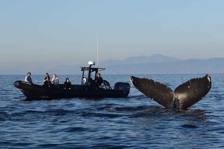 Up Close Dolphin & Whale Watching