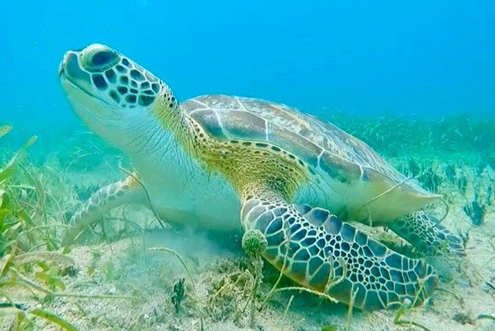 Vieques: Snorkeling Tour with Sea Turtles and Stingrays