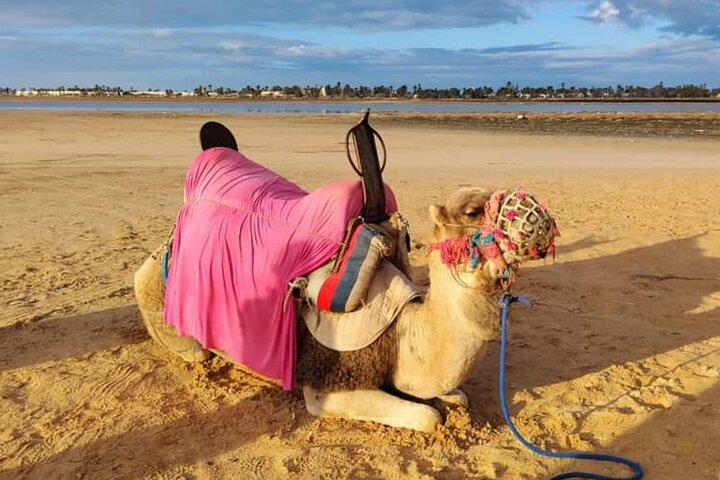 Expert Djerba Camel Ride with Custom Route