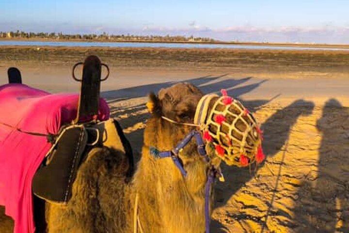 Expert Djerba Camel Ride with Custom Route