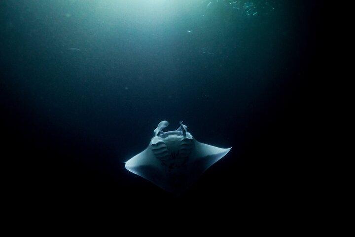 Manta Ray Night Snorkel Adventure in Kona