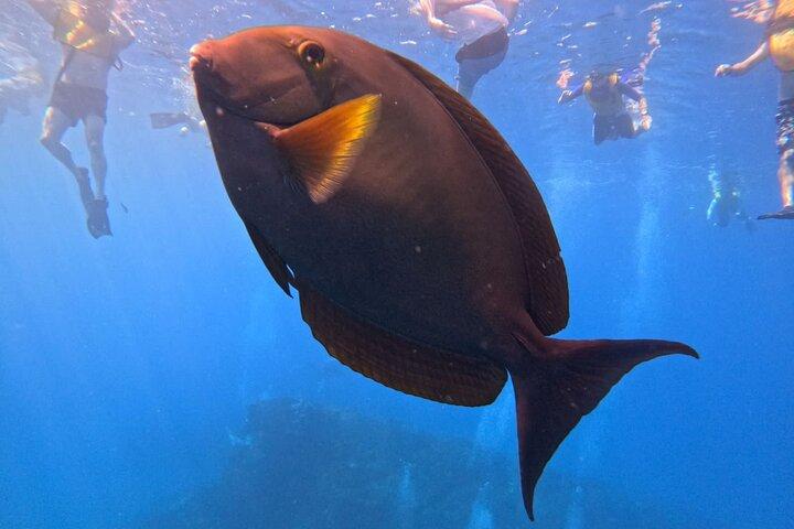 Cano Island Snorkeling Tour From Uvita
