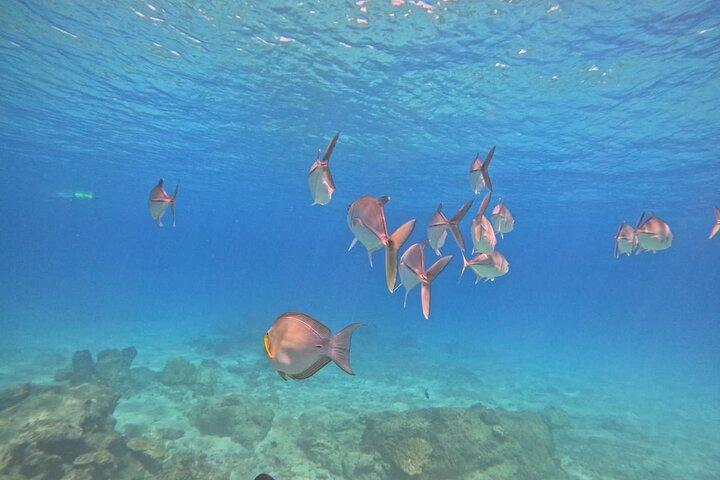 Cano Island Snorkeling Tour From Uvita