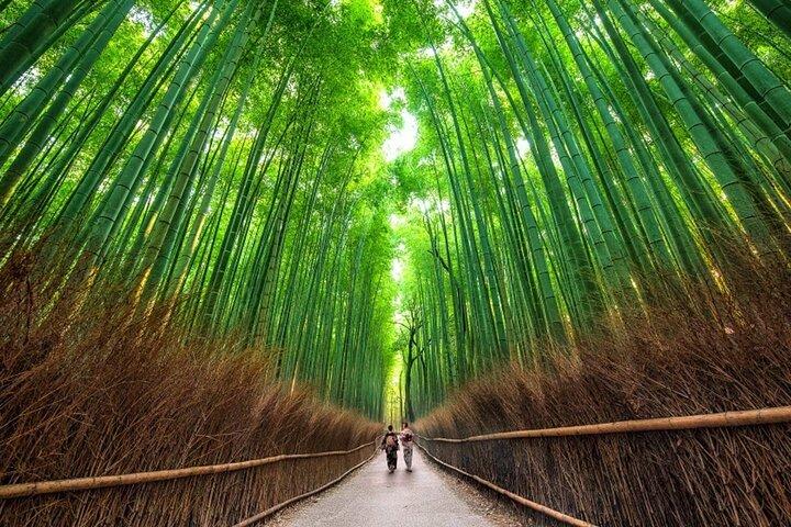Nara and Kyoto Private Tour from Osaka