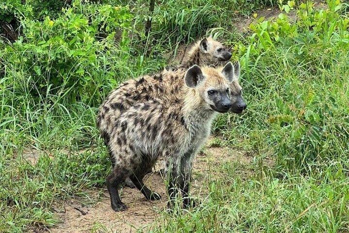 Half Day Shared Kruger Safari Hazyview