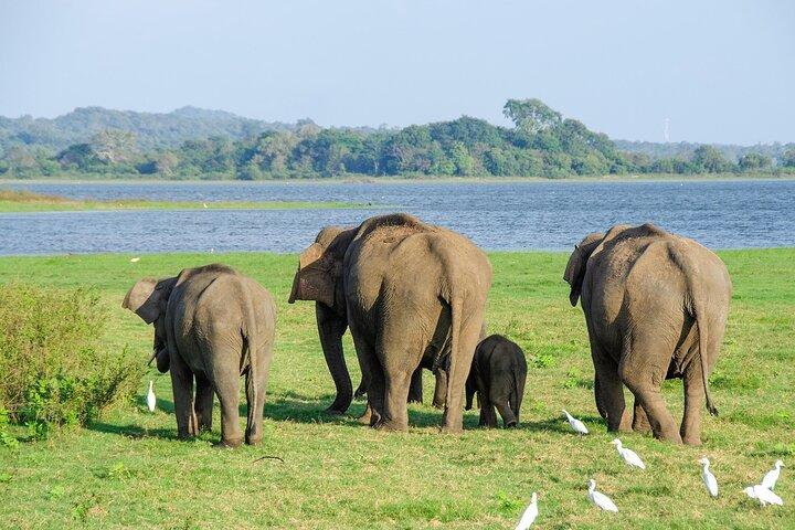 8 Days Private Tour of Sri Lanka from Colombo