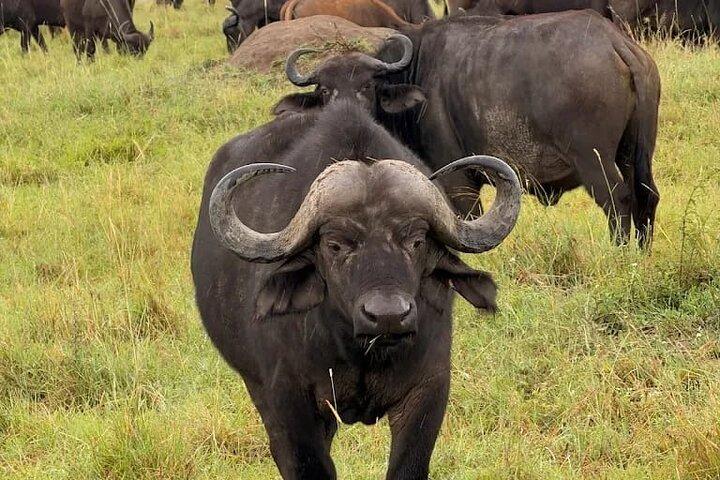 6-Day Safari to Masai Mara, Lake Nakuru, & Amboseli budget safari