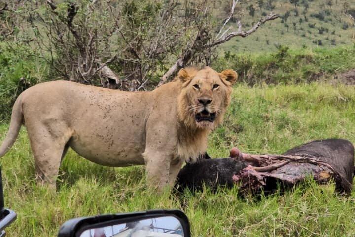 6-Day Safari to Masai Mara, Lake Nakuru, & Amboseli budget safari