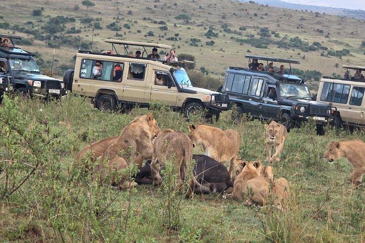 6-Day Safari to Masai Mara, Lake Nakuru, & Amboseli budget safari