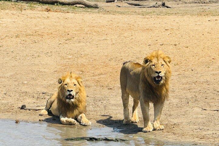 Kruger Full Day 4 by 4 Safari Guided Tour