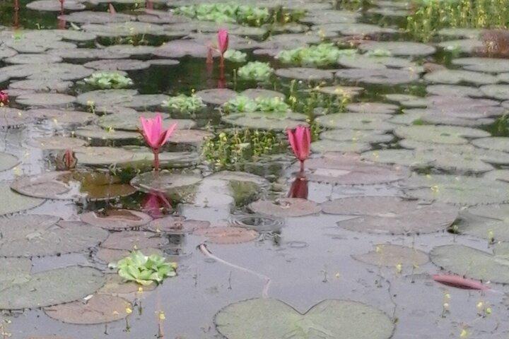 Private 2 Hour River Safari on the Bentota River