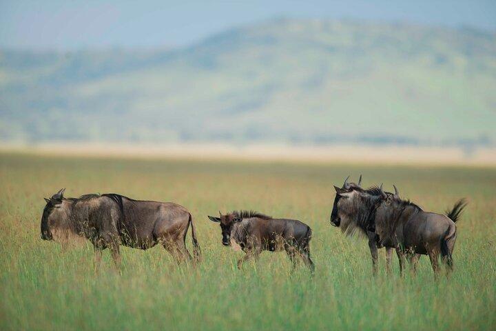 7 Days Great Migration Serengeti Safari