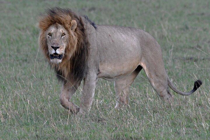 11 Day Wildlife Safari and Diani Beach