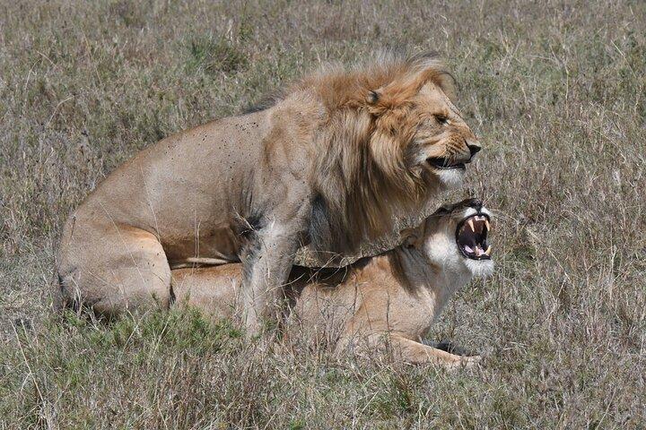 11 Day Wildlife Safari and Diani Beach