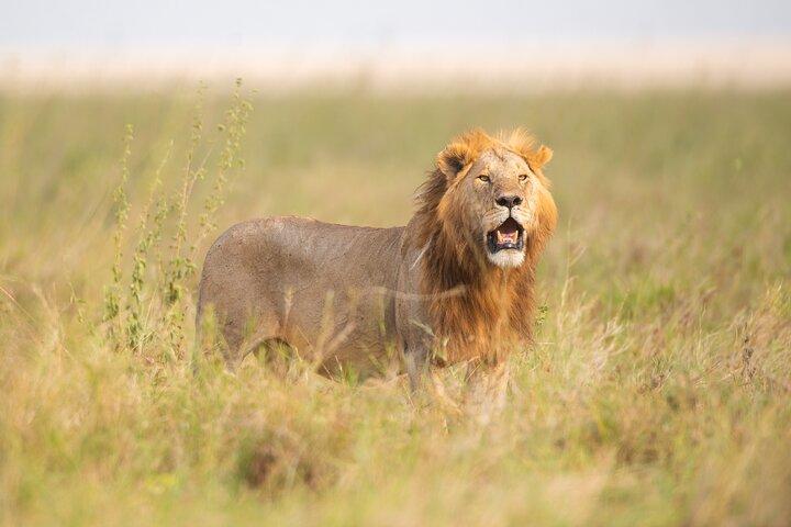 7 Days Great Migration Serengeti Safari