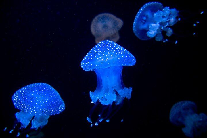 Lisbon Oceanarium Admission Ticket