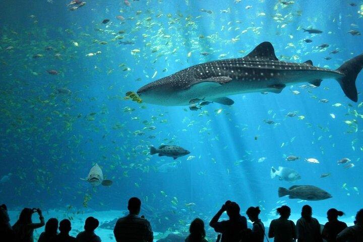 Lisbon Oceanarium Admission Ticket