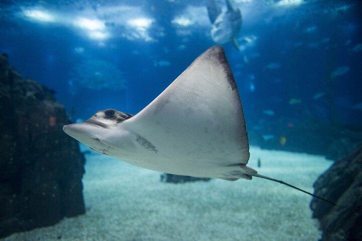 Lisbon Oceanarium Admission Ticket