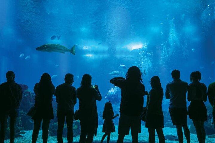 Lisbon Oceanarium Admission Ticket