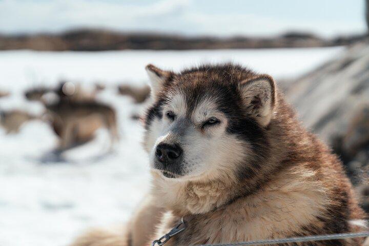 Dog Sledding Adventure in Tromsø