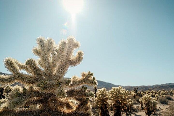 Las Vegas To Los Angeles One Way Tour Joshua Tree National Park