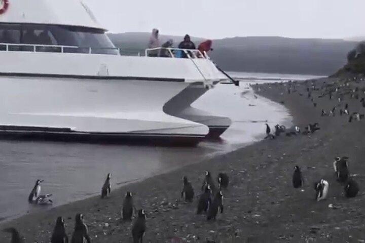 Beagle Channel Navigation Penguin Colony