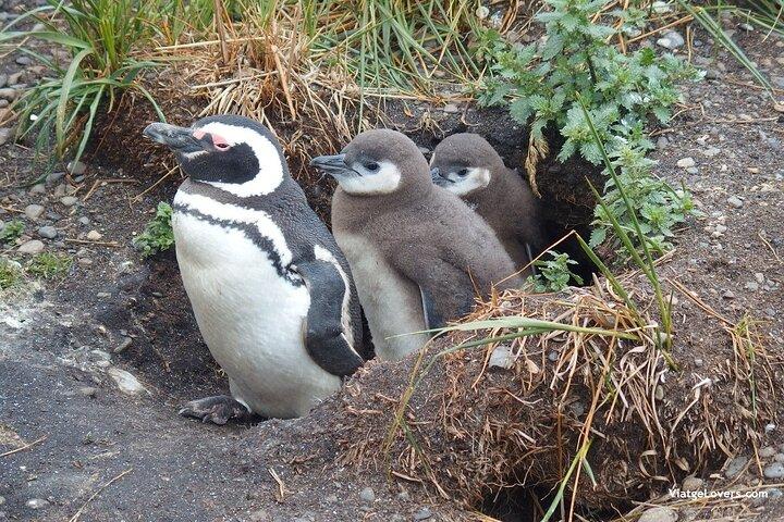 Beagle Channel Navigation Penguin Colony