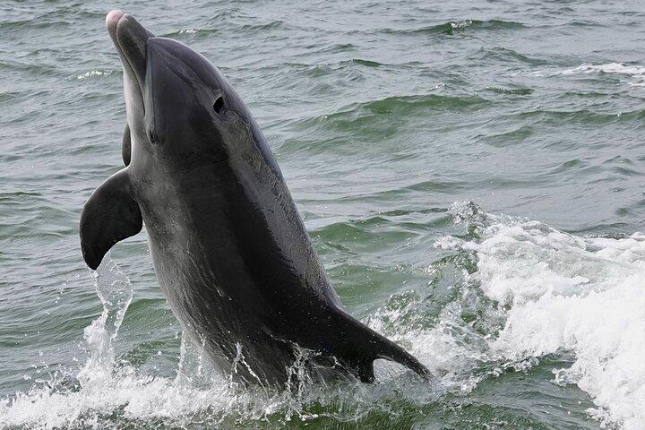 Anna Maria Island Dolphins & Beginners Snorkeling Adventure 4Hrs