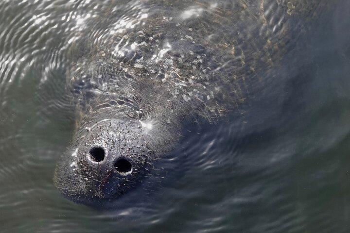 Anna Maria Island Dolphins & Beginners Snorkeling Adventure 4Hrs