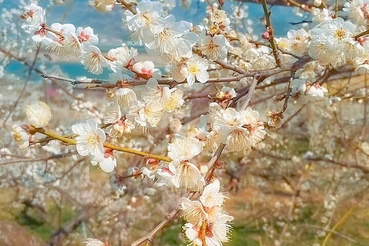 Seoul: Gwangyang Maehwa Flower & Jeonju Hanok Village 1 day trip