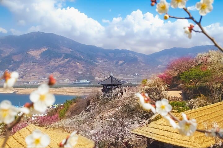 Seoul: Gwangyang Maehwa Flower & Jeonju Hanok Village 1 day trip