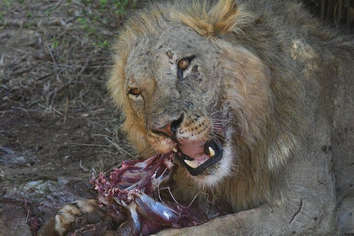 3 Day Masai Mara National Reserve Safari Mid Range