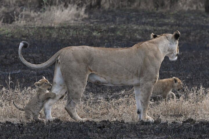 3 Day Masai Mara National Reserve Safari Mid Range