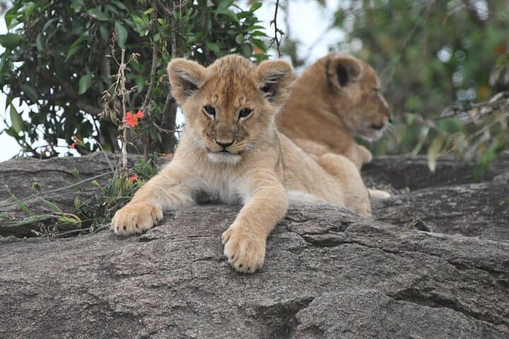 3 Day Masai Mara National Reserve Safari Mid Range