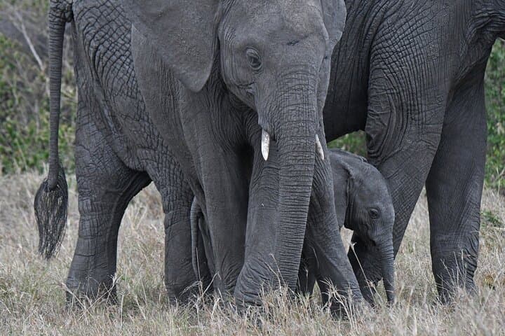 3 Day Masai Mara National Reserve Safari Mid Range