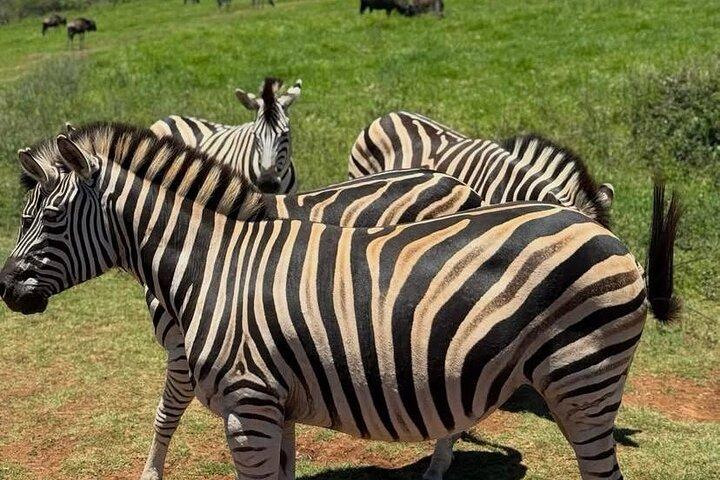 1Day Pilanesburg Big 5 safari experience